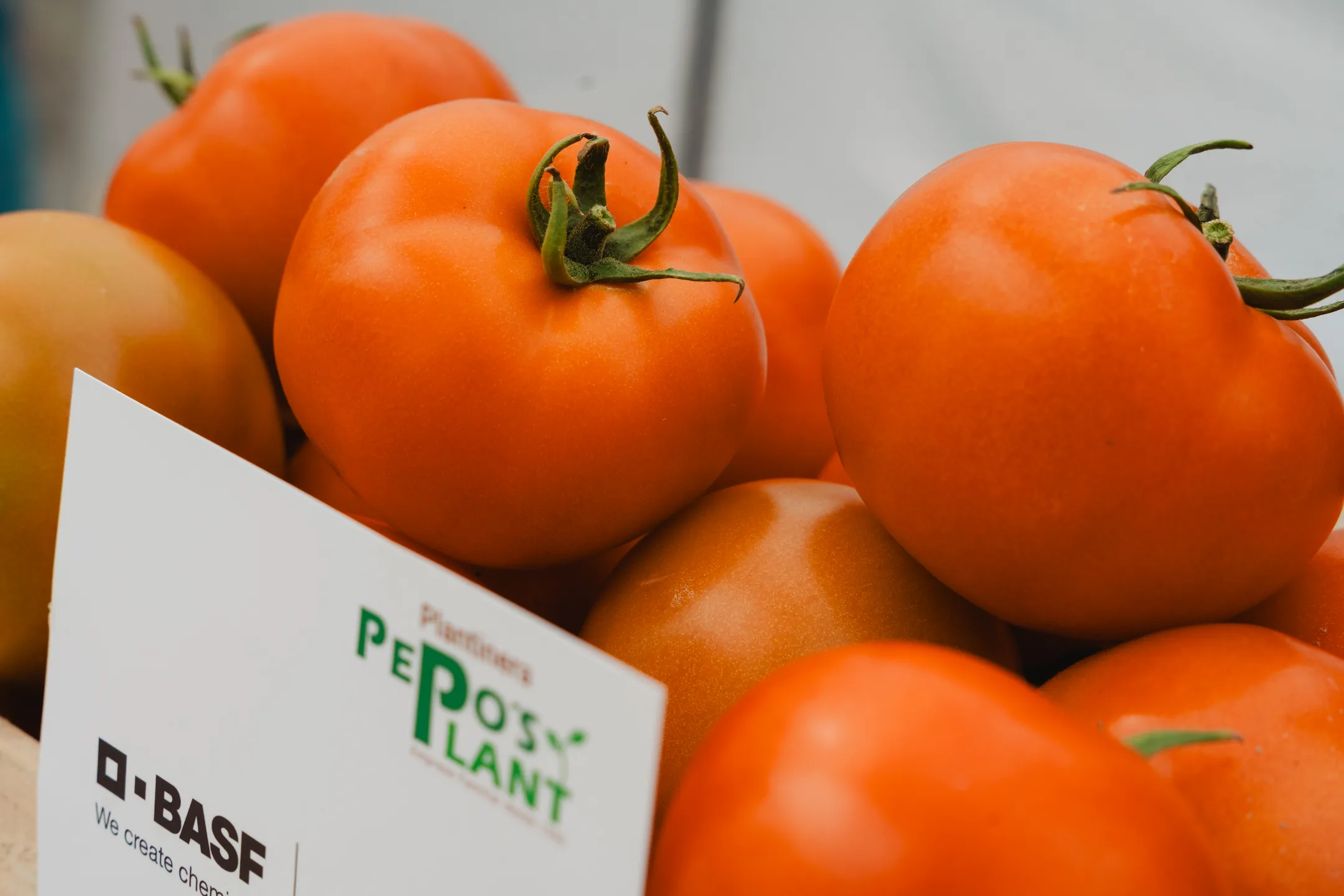 Pepo's Plant - Imagen 3